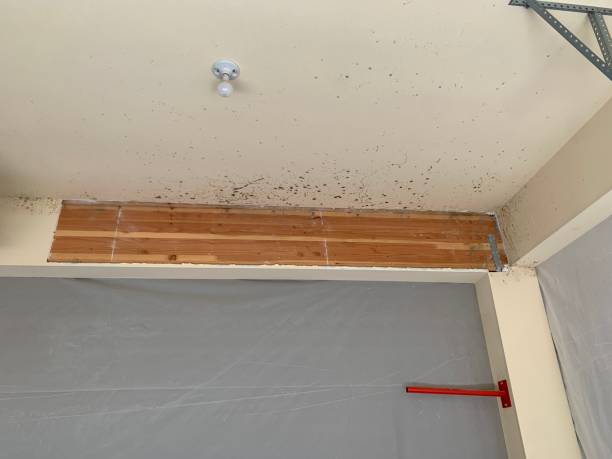 Best Real Estate Mold Inspection  in Oildale, CA